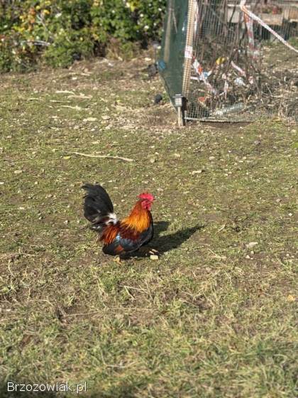 Do wymiany Kogucik rasy Chabo