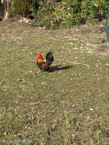 Do wymiany Kogucik rasy Chabo