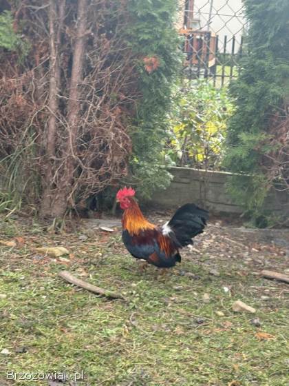Do wymiany Kogucik rasy Chabo