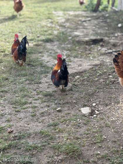 Do wymiany Kogucik rasy Chabo