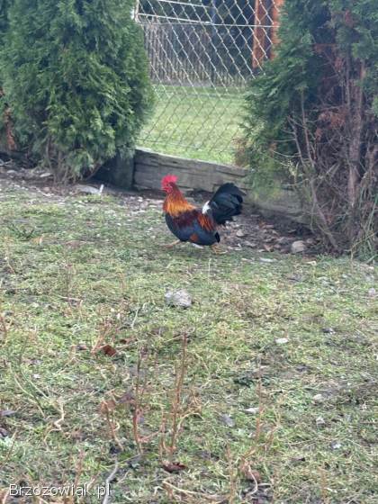 Do wymiany Kogucik rasy Chabo