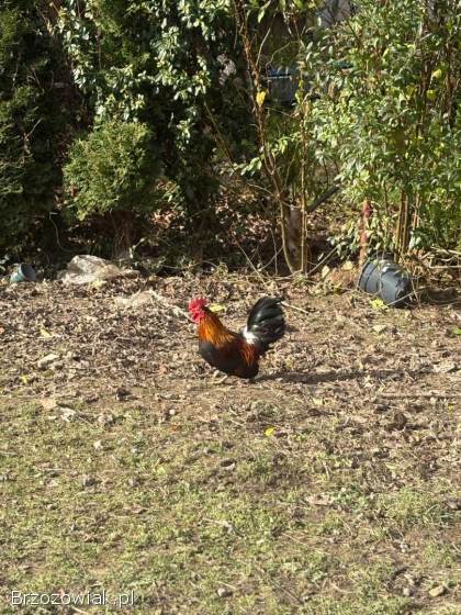 Do wymiany Kogucik rasy Chabo