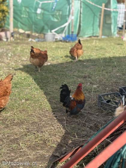 Do wymiany Kogucik rasy Chabo