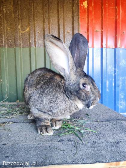 Sprzedam króliki