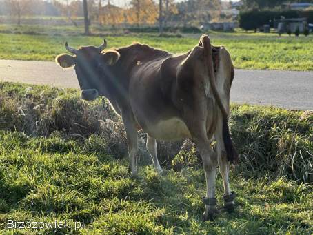 Sprzedam krowę Jersey cielna