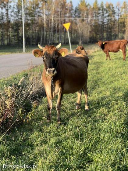 Sprzedam krowę Jersey cielna
