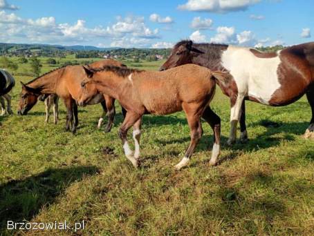 Hucuł,  ogierek huculski
