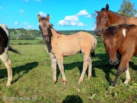 Hucuł,  ogierek huculski