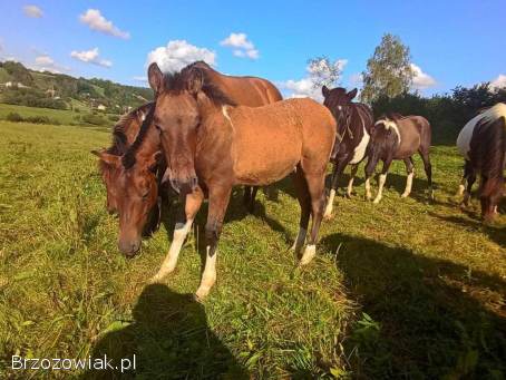 Klaczki huculskie z 2025 roku