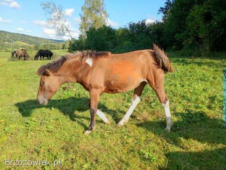 Klaczki huculskie z 2025 roku