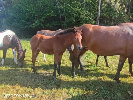 Klaczki huculskie z 2025 roku