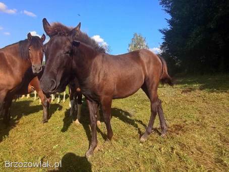 Klaczki huculskie z 2025 roku