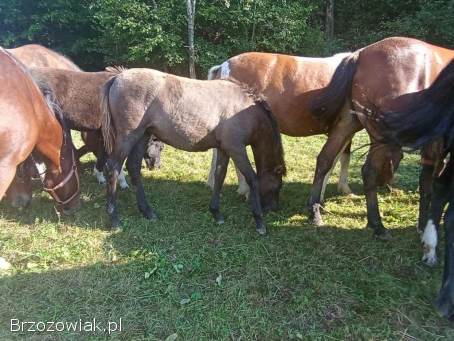 Klaczki huculskie z 2025 roku