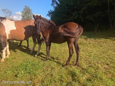 Klaczki huculskie z 2025 roku