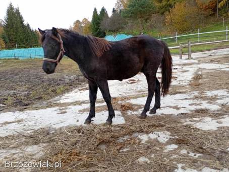 Kary roczny ogierek huculski