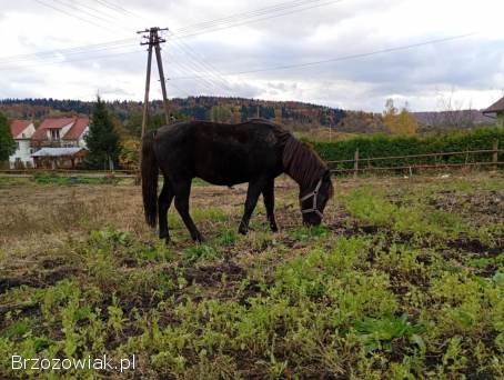 Kary roczny ogierek huculski