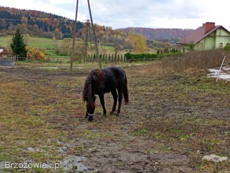Kary roczny ogierek huculski