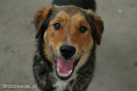 Łagodny Kapral -  psi anioł PILNIE szuka domu!