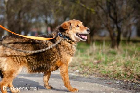 Łagodny Kapral -  psi anioł PILNIE szuka domu!