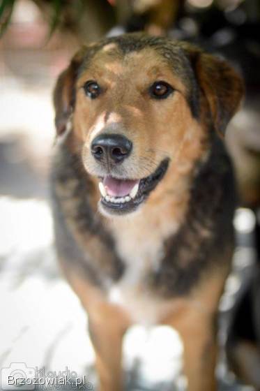 Łagodny Kapral -  psi anioł PILNIE szuka domu!