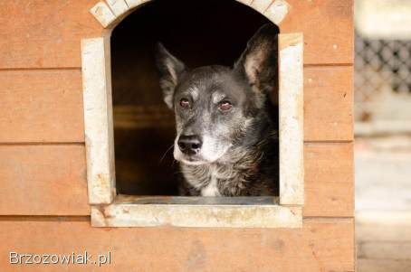 Hektor -  nieduży,  wesoły psiak który przeżył piekło
