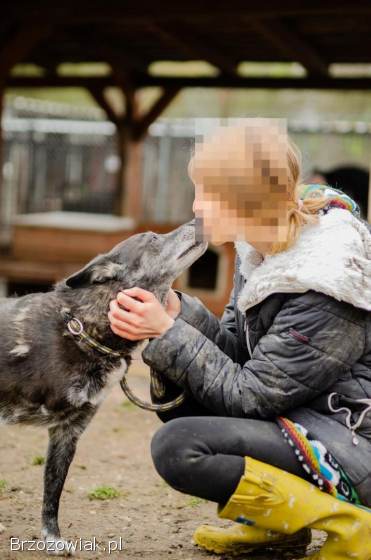 Hektor -  nieduży,  wesoły psiak który przeżył piekło