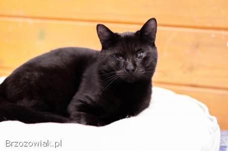 Donald -  łagodny,  wesoły,  skory do zabaw kotek