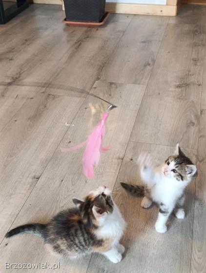 Oddam dwa małe kotki w dobre ręce