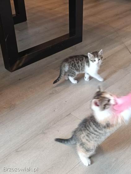 Oddam dwa małe kotki w dobre ręce