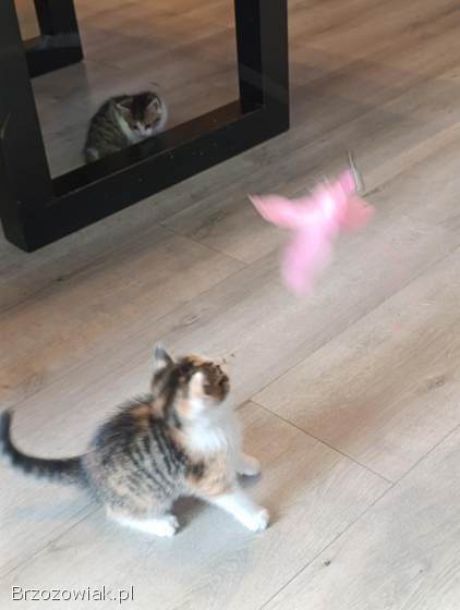 Oddam dwa małe kotki w dobre ręce