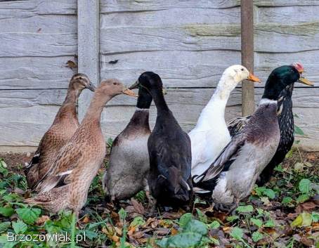 Kaczki biegusy indyjskie,  pingwinie,  butelkowe