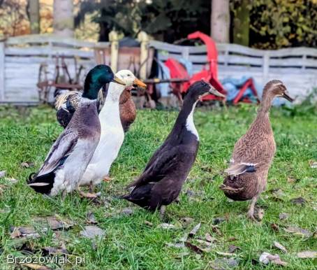 Kaczki biegusy indyjskie,  pingwinie,  butelkowe