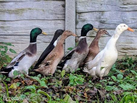 Kaczki biegusy indyjskie,  pingwinie,  butelkowe