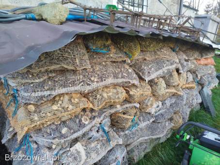 Zrębki z rębaka walcowego gruba do palenia,  na podpałkę
