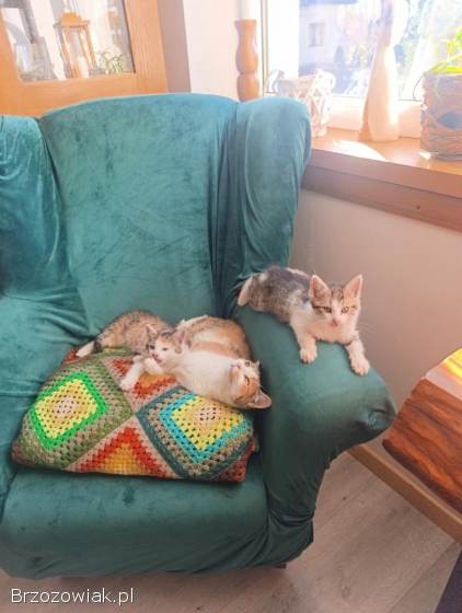 Oddam dwa małe kotki w dobre ręce