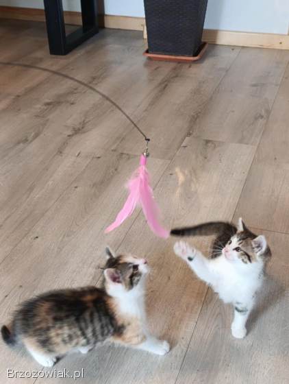 Oddam dwa małe kotki w dobre ręce