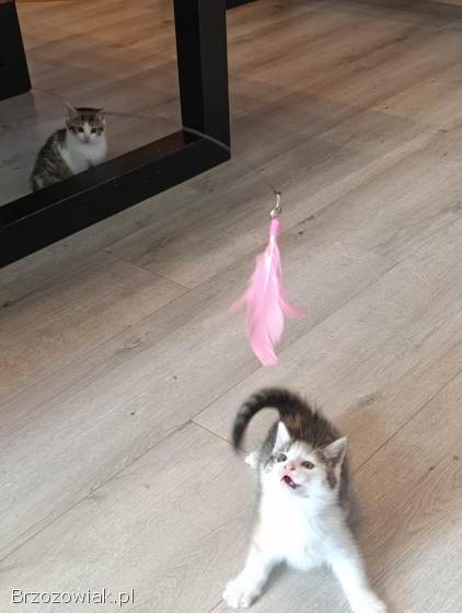 Oddam dwa małe kotki w dobre ręce