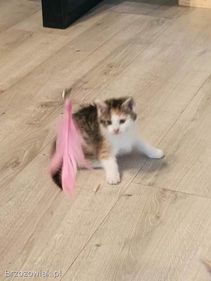 Oddam dwa małe kotki w dobre ręce
