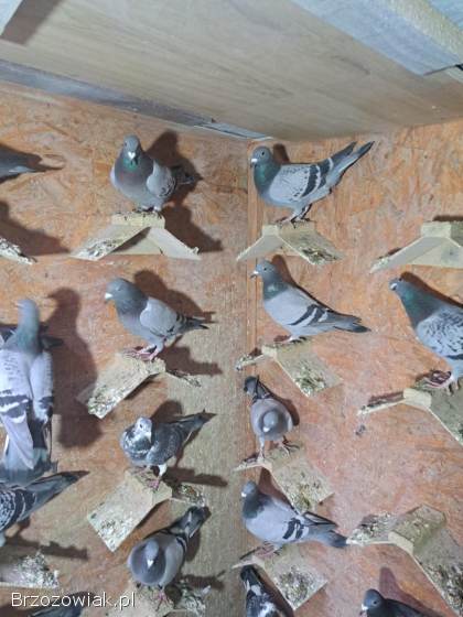Gołębie młode po lotach -  likwidacja hodowli