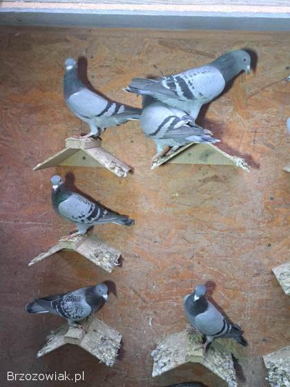 Gołębie młode po lotach -  likwidacja hodowli