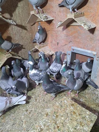 Gołębie młode po lotach -  likwidacja hodowli
