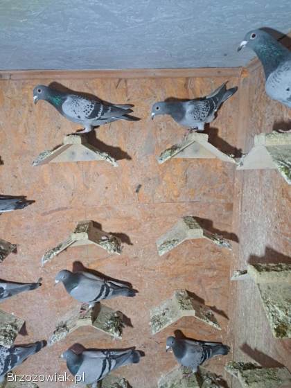 Gołębie młode po lotach -  likwidacja hodowli