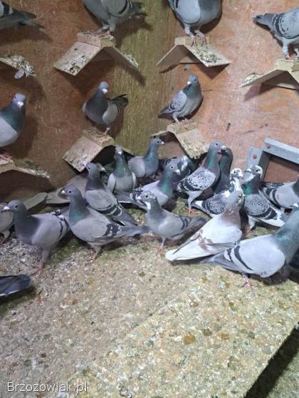 Gołębie młode po lotach -  likwidacja hodowli