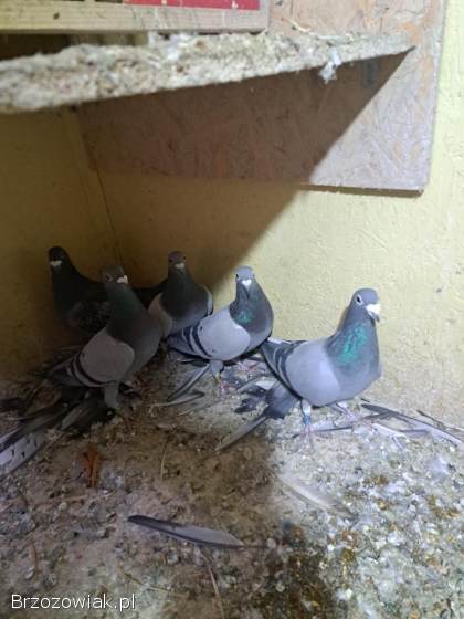 Gołębie lotowe,  samce -  likwidacja hodowli