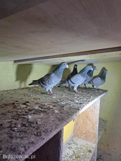 Gołębie lotowe,  samce -  likwidacja hodowli