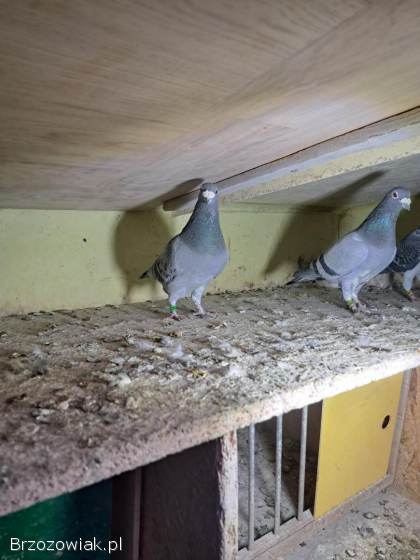 Gołębie lotowe,  samce -  likwidacja hodowli