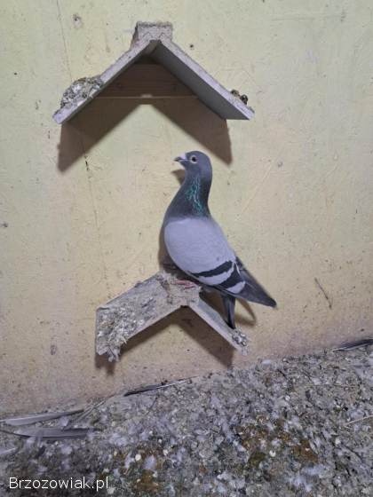 Gołębie lotowe,  samce -  likwidacja hodowli