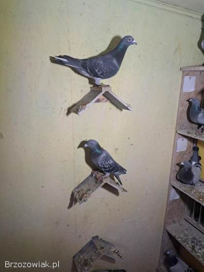 Gołębie lotowe,  samce -  likwidacja hodowli