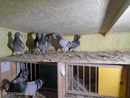Gołębie lotowe,  samce -  likwidacja hodowli