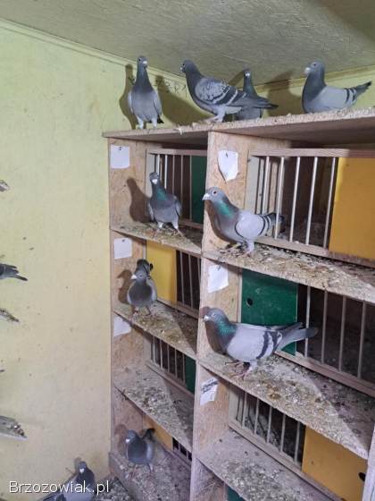 Gołębie lotowe,  samce -  likwidacja hodowli